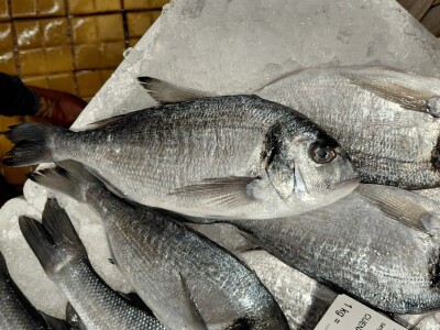 Divlja i uzgojena orada (komarča)