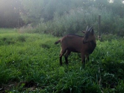Agrikultura Orlović