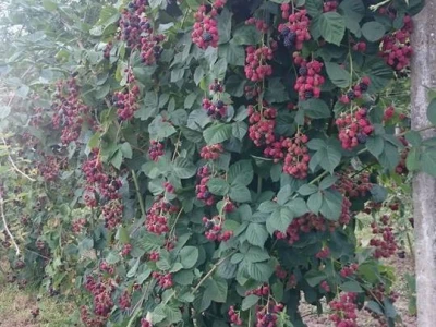 grm kupina