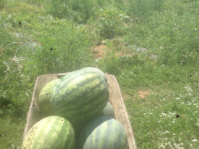 serif-dervisa-husidic-8 serif-dervisa-husidic-8