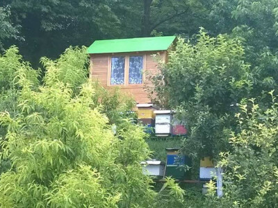 Pčelinjak i apikomora