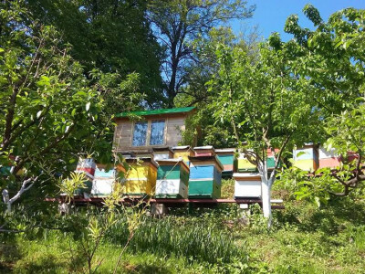 Pogled na pčelinjak i apikomoru.