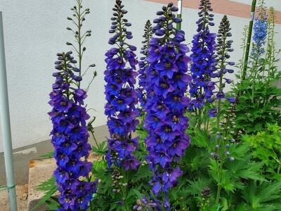 Muris Pašanović: Delfinijum je kralj cvijeća, a nije ga teško uzgajati