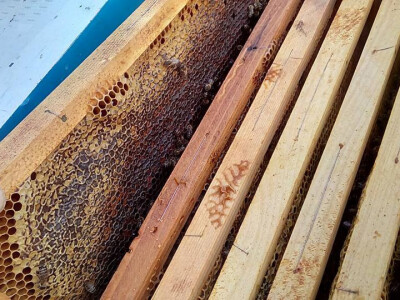 pcelarska-kuca-fazlic1