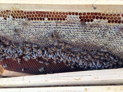 pcelarska-kuca-fazlic