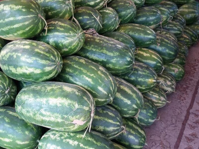 memišević10 memišević10