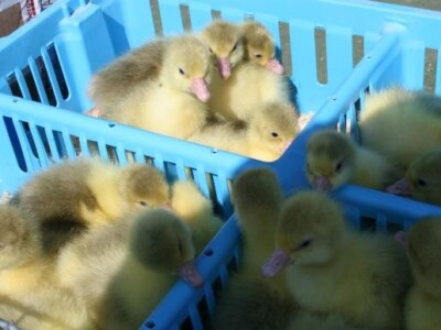 Otvoren 16. međunarodni Bjelovarski sajam