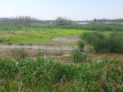 Zbog ekstremne suše zatraženo se od Bjelovarsko-bilogorske županije očekuje proglašenje elementarne nepogode