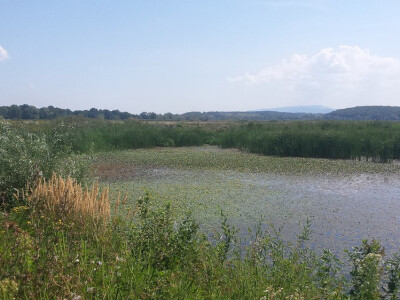 Zbog ekstremne suše zatraženo se od Bjelovarsko-bilogorske županije očekuje proglašenje elementarne nepogode