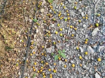 Neretvanske mandarine