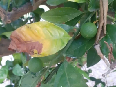 Neretvanske mandarine