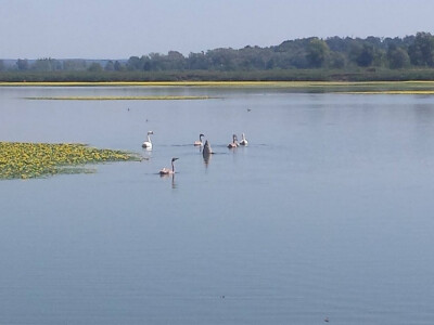 Zbog ekstremne suše zatraženo se od Bjelovarsko-bilogorske županije očekuje proglašenje elementarne nepogode