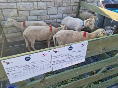 21. Izložba paške ovce i paškog sira uz 6. Sajam hrvatskih zaštićenih proizvoda