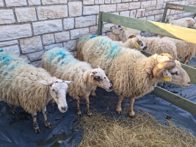 21. Izložba paške ovce i paškog sira uz 6. Sajam hrvatskih zaštićenih proizvoda