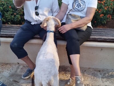 21. Izložba paške ovce i paškog sira uz 6. Sajam hrvatskih zaštićenih proizvoda