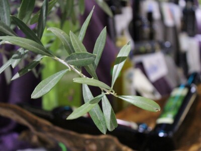 21. Noćnjak, okupljanje maslinara u Neumu