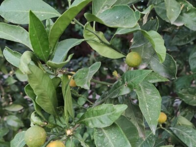 Neretvanske mandarine