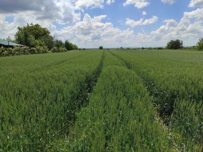 Axereal dan polja pšenice u Čađavici