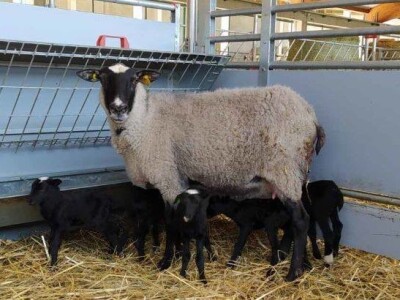 Farma Hacienda de la Vida kod Kiseljaka