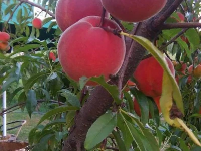 etqan48