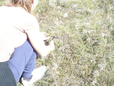 Prikupljanje ljekovitog bilja