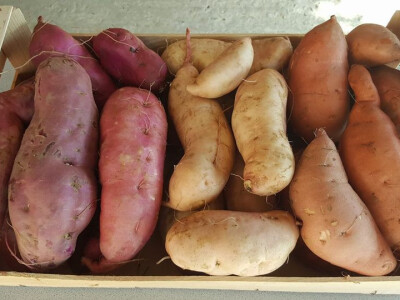 Batat tzv. slatki krumpir