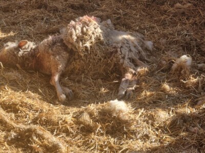 Ovce sve češće meta pasa lutalica