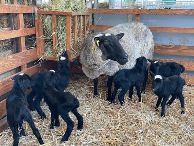 Farma Hacienda de la Vida kod Kiseljaka