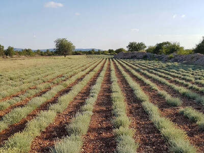 OPG Malenica OPG Malenica