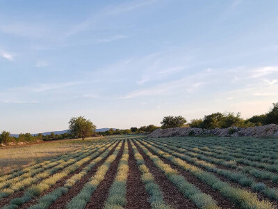 OPG Malenica OPG Malenica