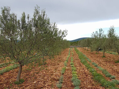 OPG Malenica OPG Malenica