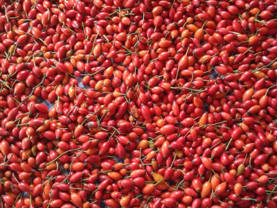 Pekmez od šipka sa plantaže Duške Šurlan