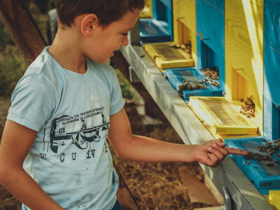 Neven Škorić se igra sa pčelama