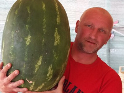 memišević2 memišević2