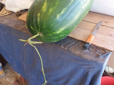 memišević5 memišević5