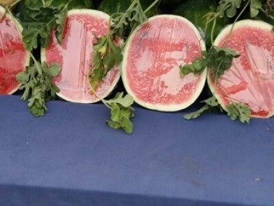 memišević3 memišević3