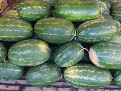 memišević11 memišević11