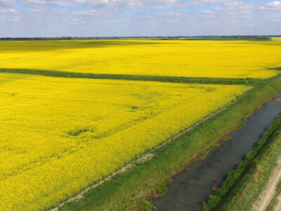 Polja uljane repice