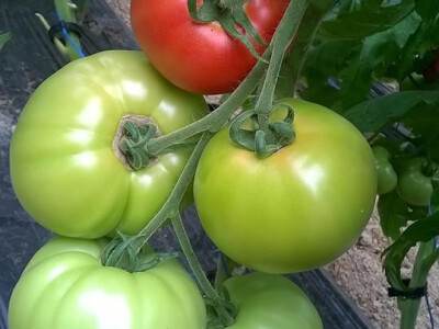 benjamin-crljenkovic-1