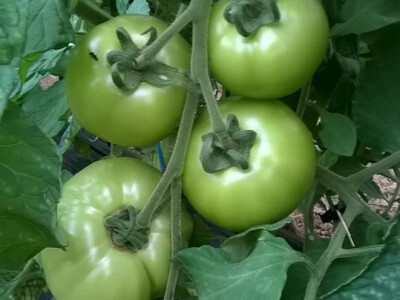 benjamin-crljenkovic-2