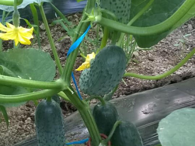 benjamin-crljenkovic-4