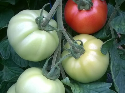 benjamin-crljenkovic-5