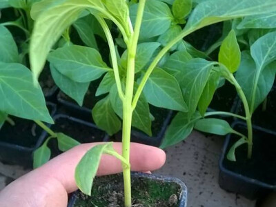 benjamin-crljenkovic-3