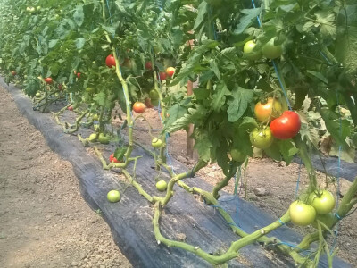 benjamin-crljenkovic-9