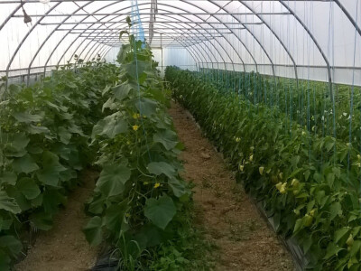 benjamin-crljenkovic-6