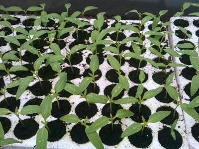 benjamin-crljenkovic-13