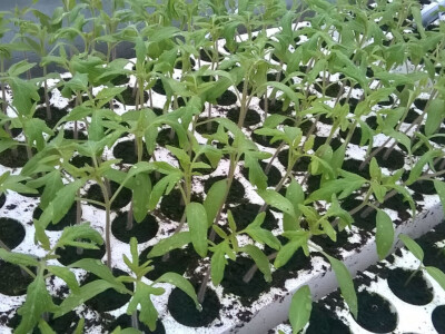 benjamin-crljenkovic-16