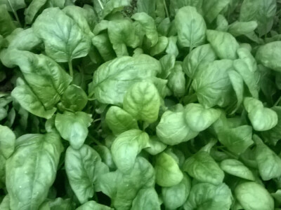 benjamin-crljenkovic-10