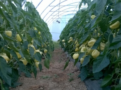 benjamin-crljenkovic-8