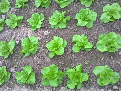 benjamin-crljenkovic-15